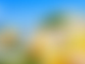 喜ばれる夏ギフト💛 広島県名産「瀬戸田レモン」を使用 まるで搾りたてのレモンのような爽快な味わいをお届け