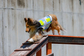 愛犬の個性に併せます