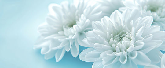 菊の花
