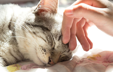 頭を撫でられている猫