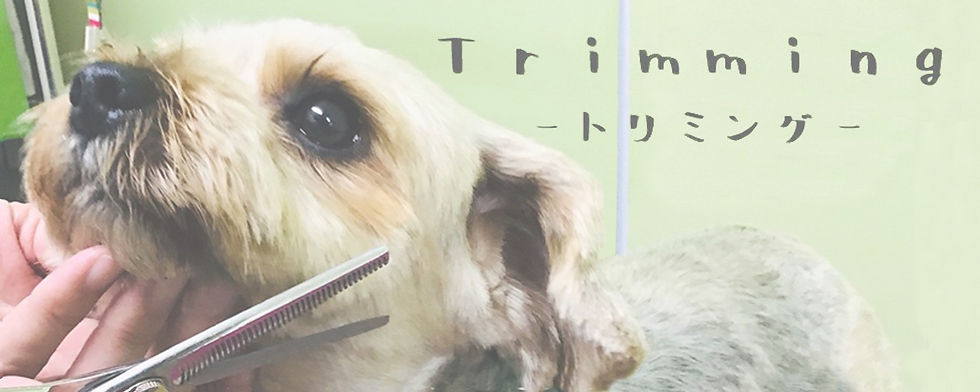 犬のトリミング