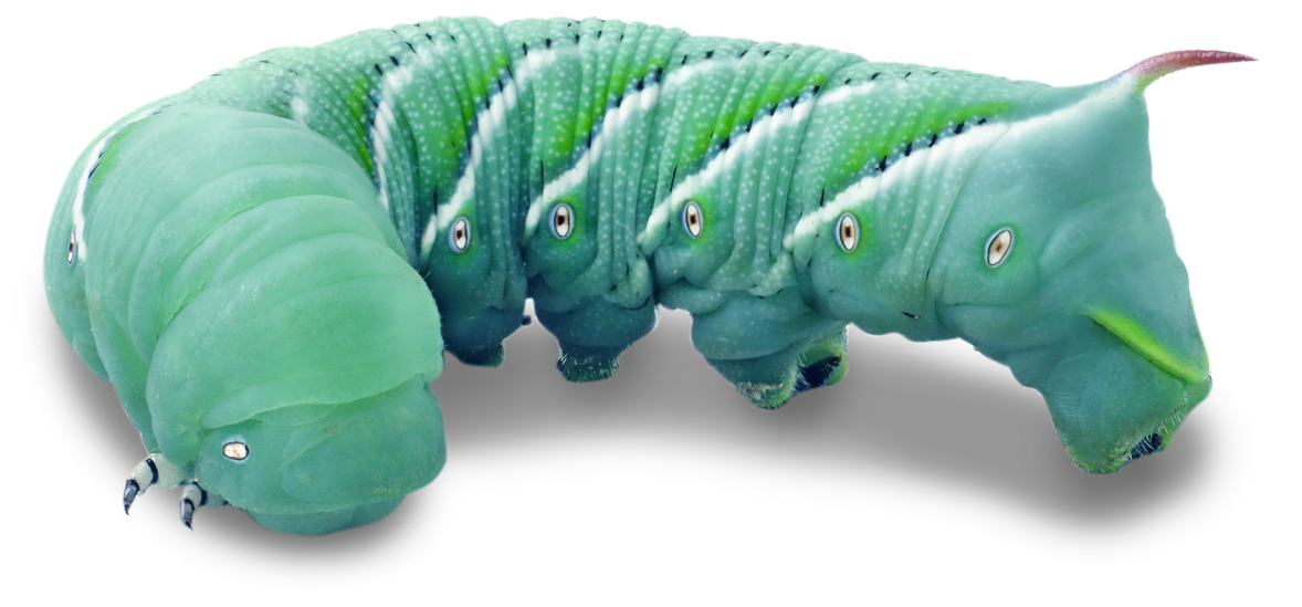 Hornworms