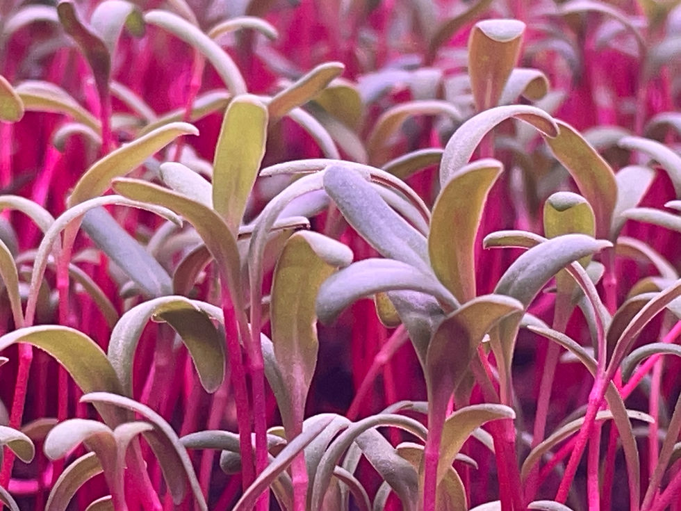 Thumbnail: Swiss Chard Microgreens