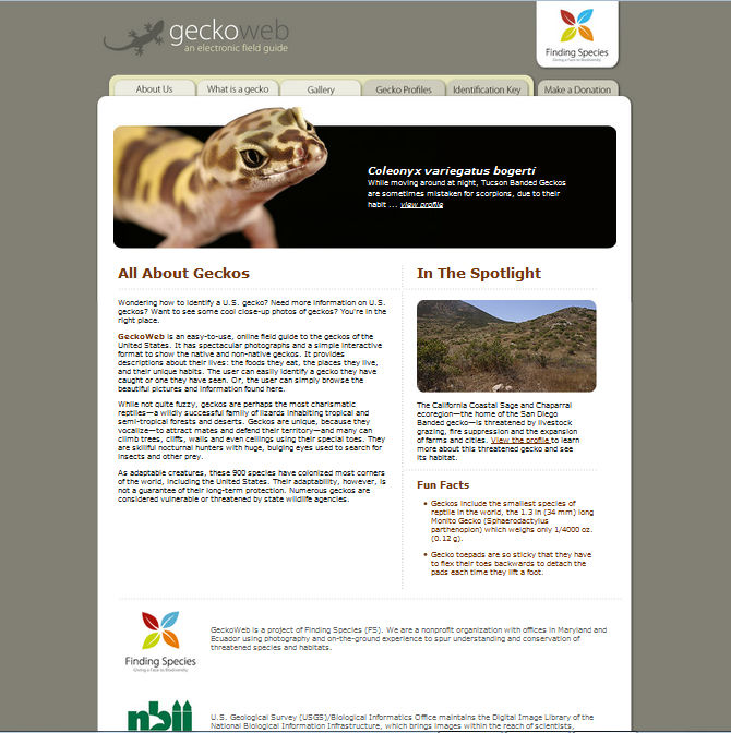 Geckoweb Website Rebuild