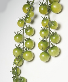 Tomate verte.png