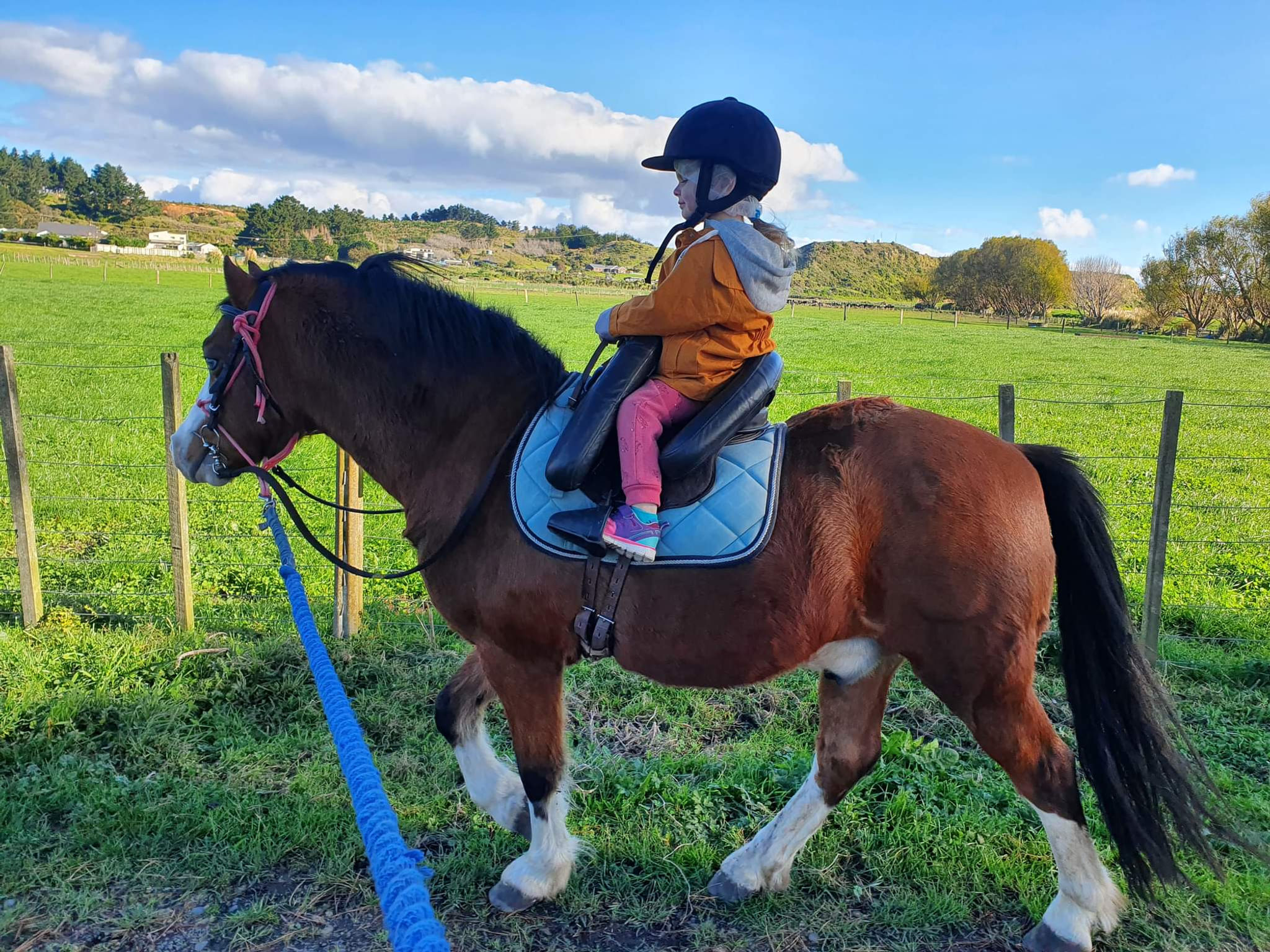 Nanteos Autumn Hosta