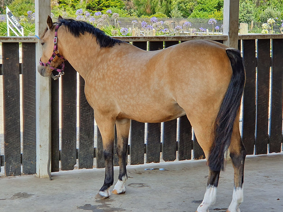 Thumbnail: Hollybank Royal Magic
