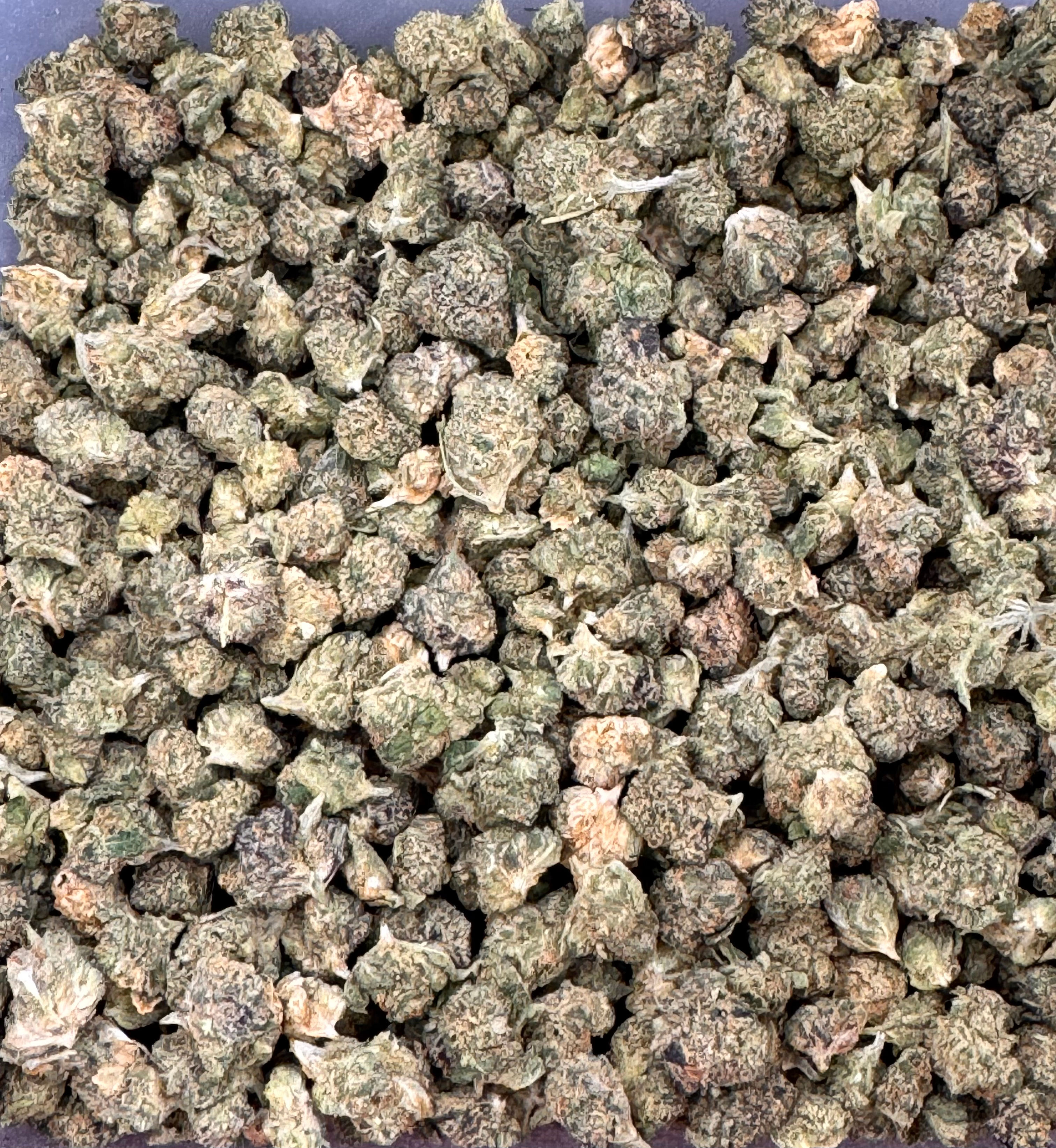 Blue Grape Romulan (Small Buds)
