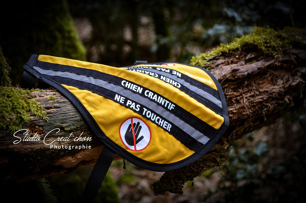 Miniature : Dossard Uni personnalisé