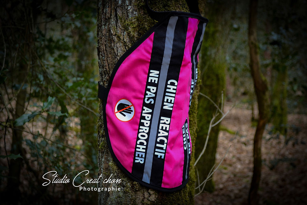 Miniature : Dossard Uni personnalisé