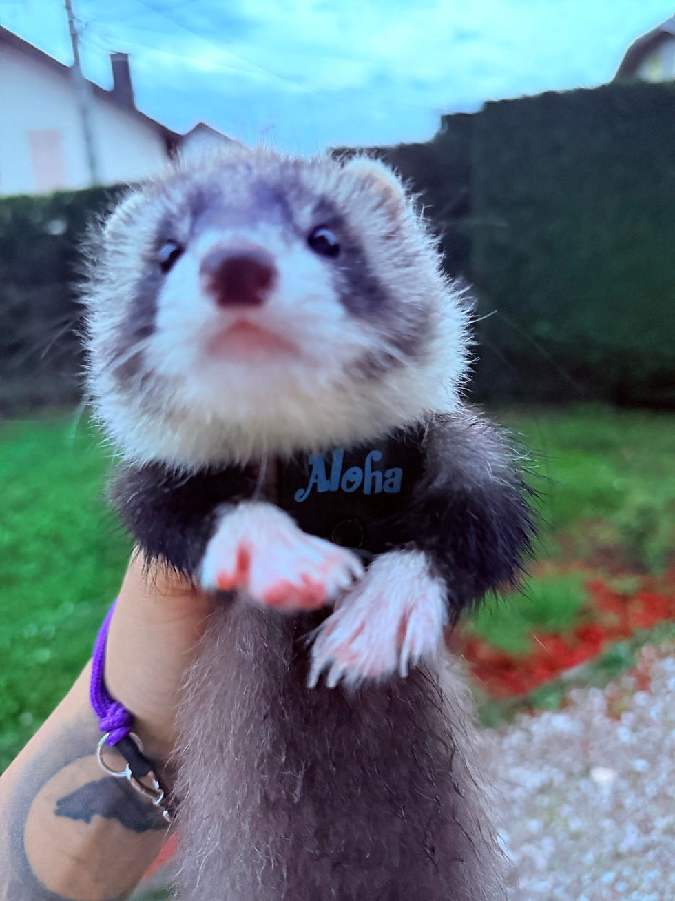 Miniature : Harnais furet plastron dorsale 