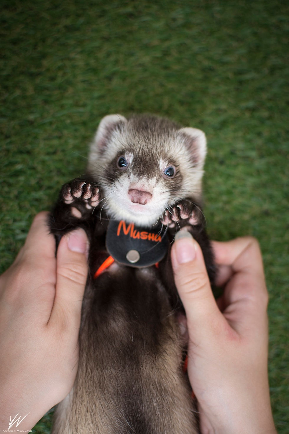 Miniature : Harnais furet plastron dorsale 
