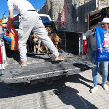 RESGUARDAN A SIETE CANINOS EN SITUACIÓN DE CALLE EN TIJUANA