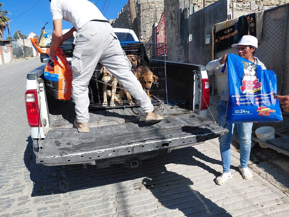 RESGUARDAN A SIETE CANINOS EN SITUACIÓN DE CALLE EN TIJUANA