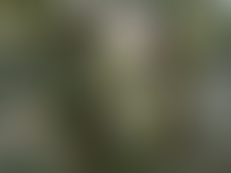 EN LUCIO BLANCO TAMBIEN HAY CABLES ENTRE ARBOLES