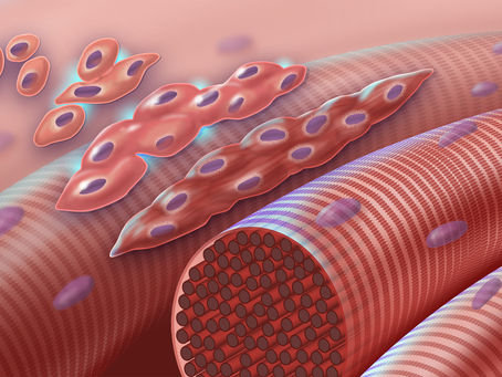What are myoblast cells and why they are the future of meat