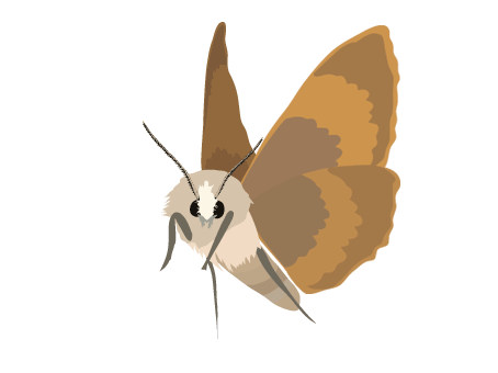 Moth GIF
