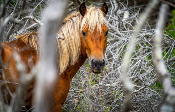 wild horse, bankers pony, Shackleford Bank, North Carolina,