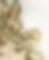 EAR-3Asset 6.png