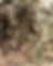 EAR-2Asset 5.png