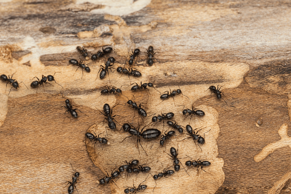 carpenter ants on wood