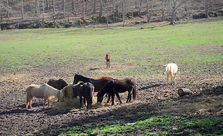 Group of horses in field