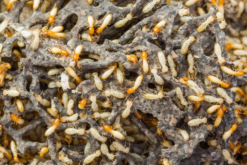 where do termites live.jpg
