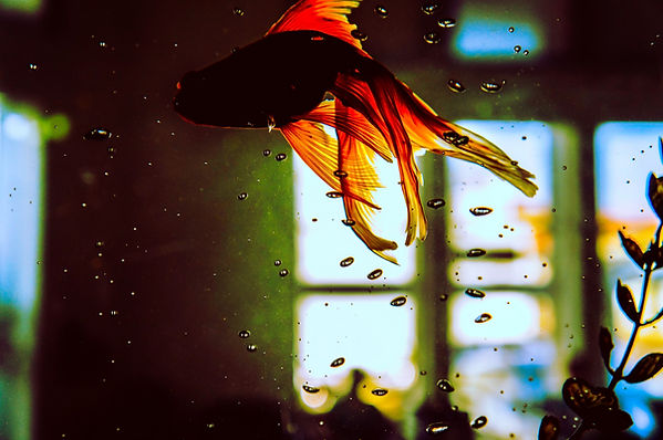 Floating Goldfish
