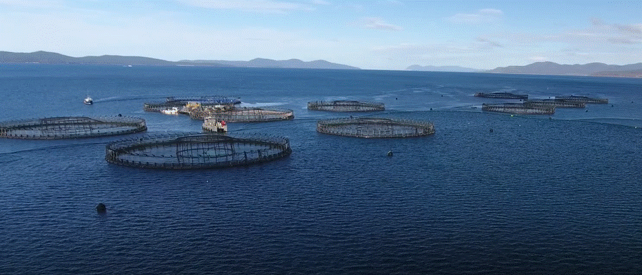 Tassal aquaculture site.gif