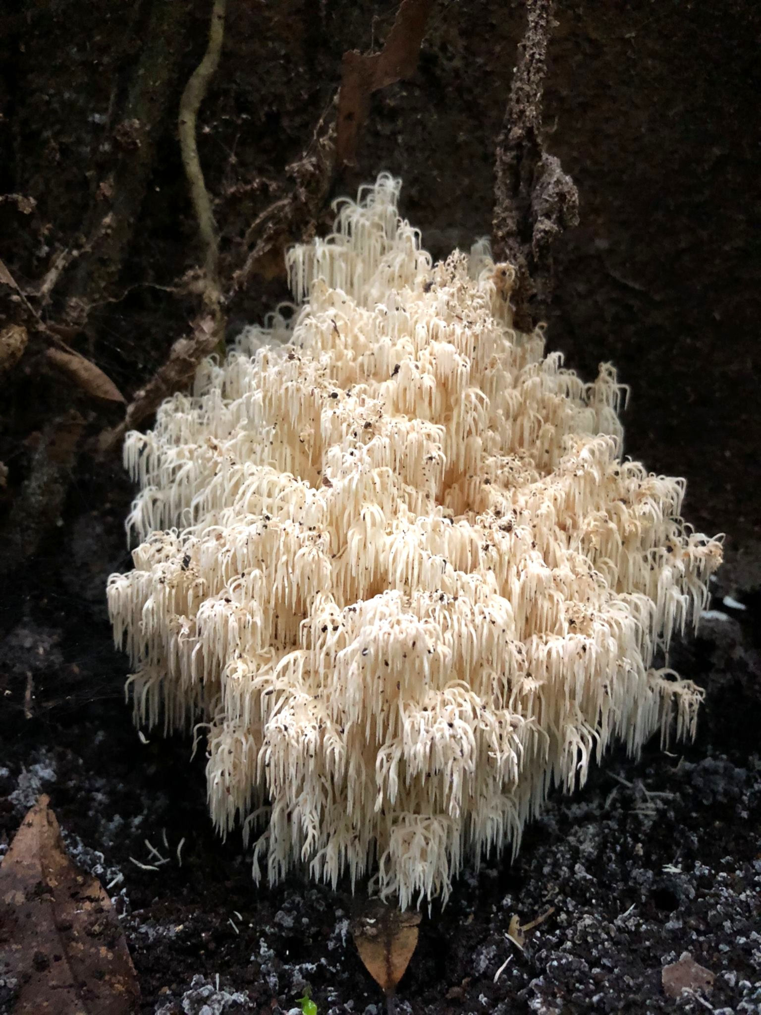 NZ Lion’s Mane (Coral Tooth) Grow Kit - Splash & Grow Block