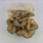 Tree Oyster Mushroom Grow Kit NZ