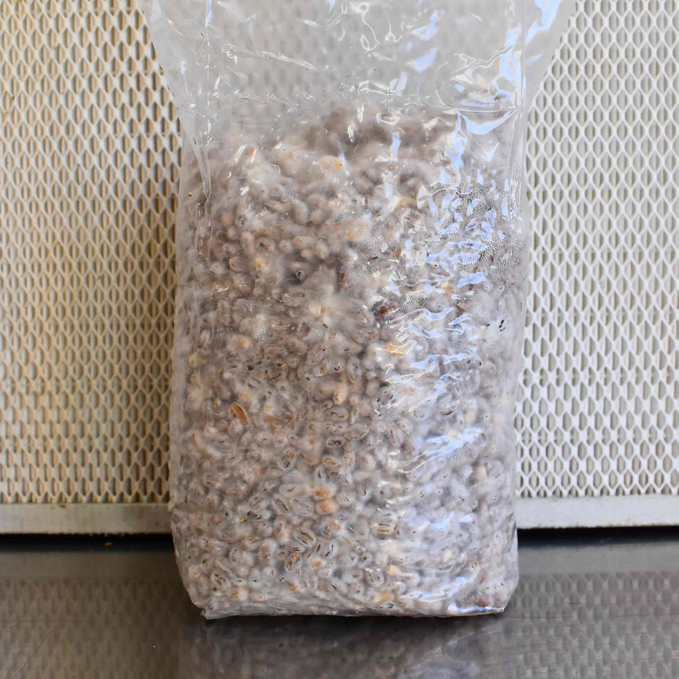 Thumbnail: Close up of Native Oyster grain spawn showing white mycelium through the wheat