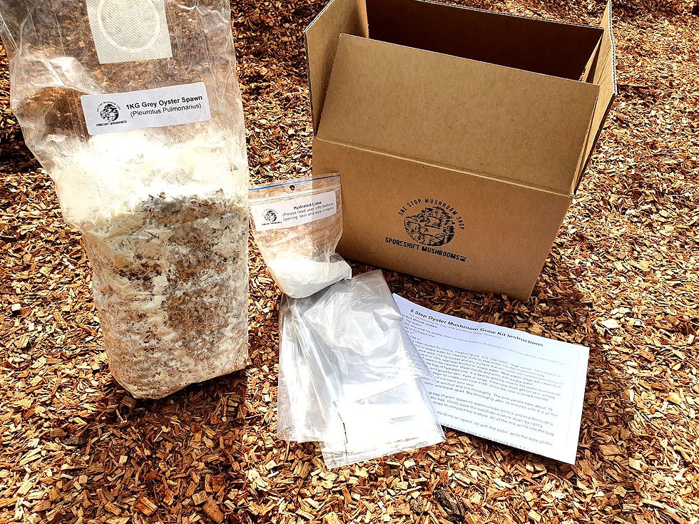 REFILL KIT Oyster Mushroom Bucket Kits (Makes 7kg grow kit