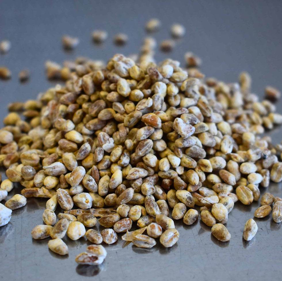 Golden Enoki mushroom grain spawn, 100% colonised on locally sourced NZ wheat