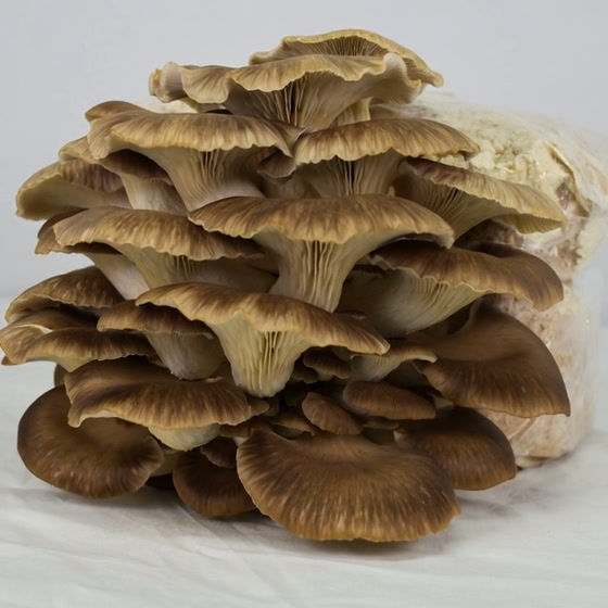 Phoenix Oyster Time lapse