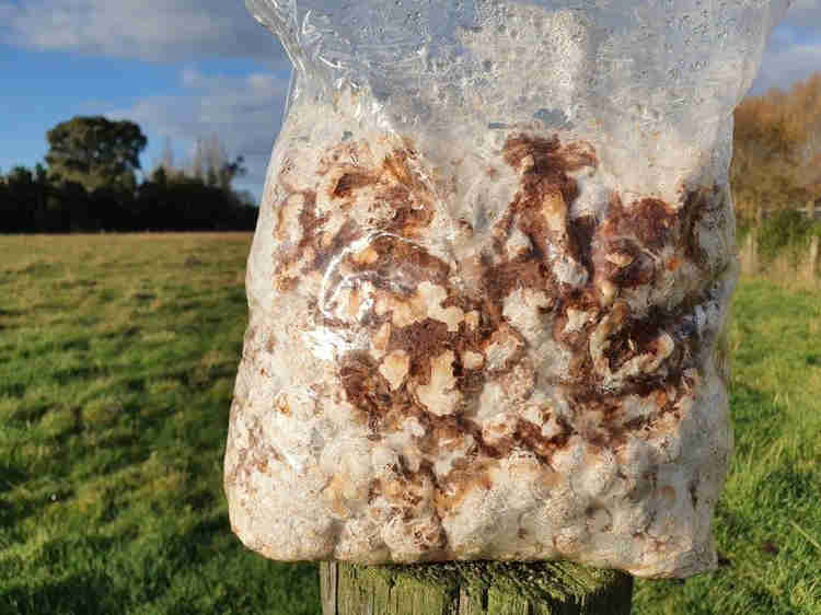Shiitake log browning ready for pinning