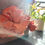 Thumbnail: DIY Pink Oyster Mushroom Grow Kit - Learn to Grow your own Phoenix Oyster Mushrooms