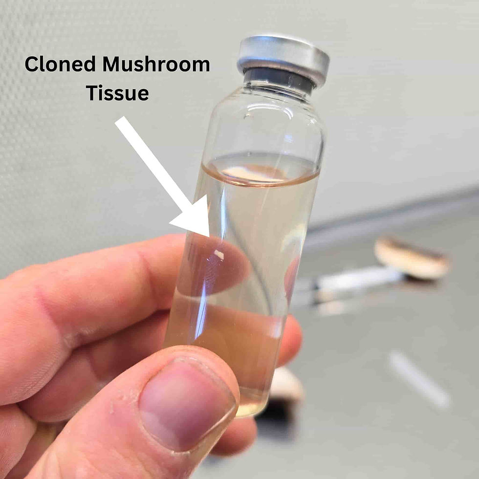 Thumbnail: Cloned mushroom tissue in a SporeShift NZ Liquid culture expander Vile