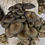 Thumbnail: Cluster of blue oyster mushrooms ready to harvest on a DIY grow kit in a bag