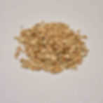 Wheat grain for making mushroom spawn NZ