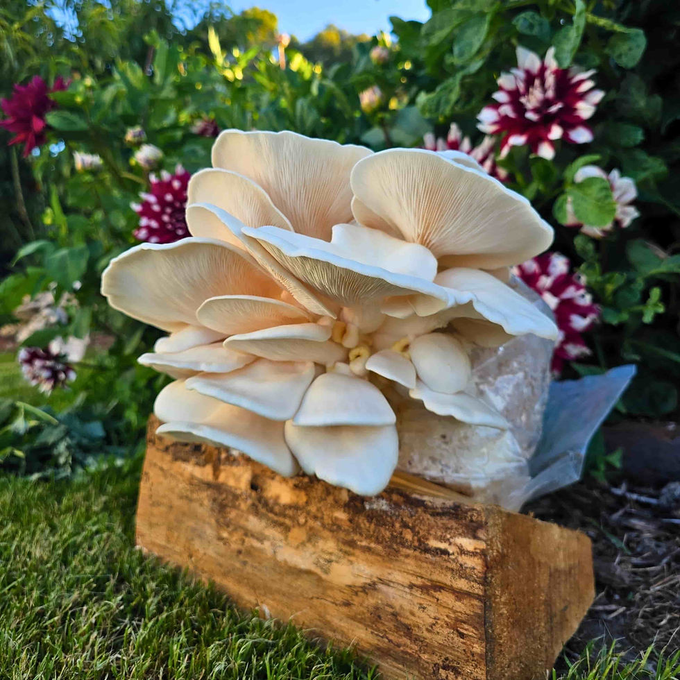 2kg Snow white mushroom grow kit fruiting block