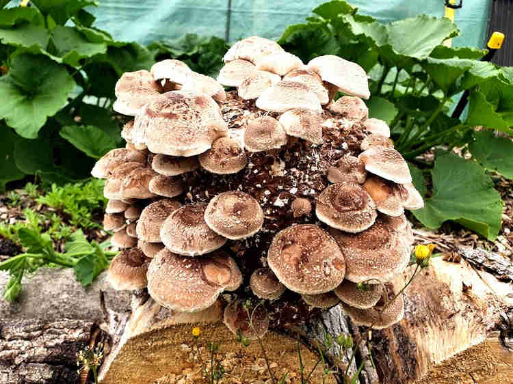 Shiitake mushroom block/ log ready to harvest