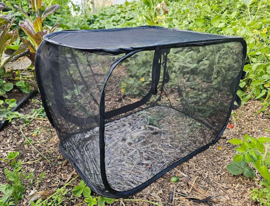 Mushroom growing Mini Tent pictured in Greenhouse NZ