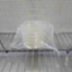 Potato Dextrose Agar Plates - 5 pack - NZ