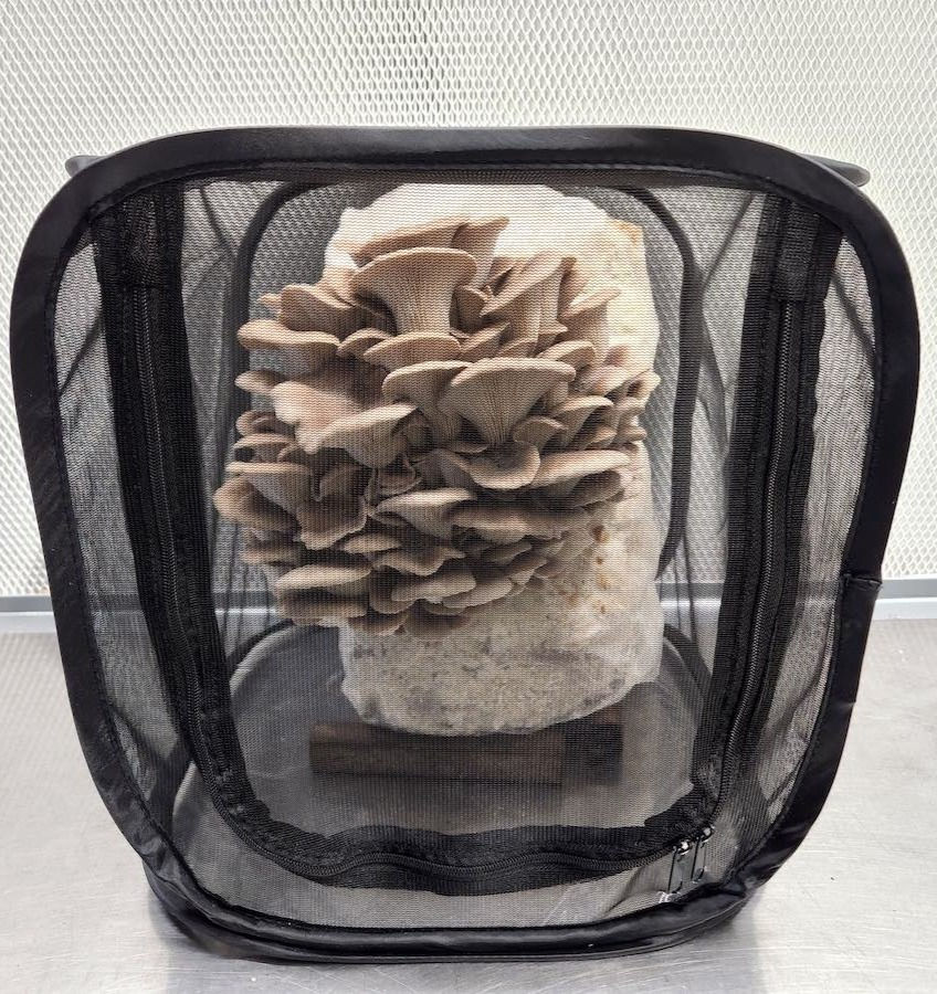 Thumbnail: Indoor mushroom grow tent for indoor and outdoor growing