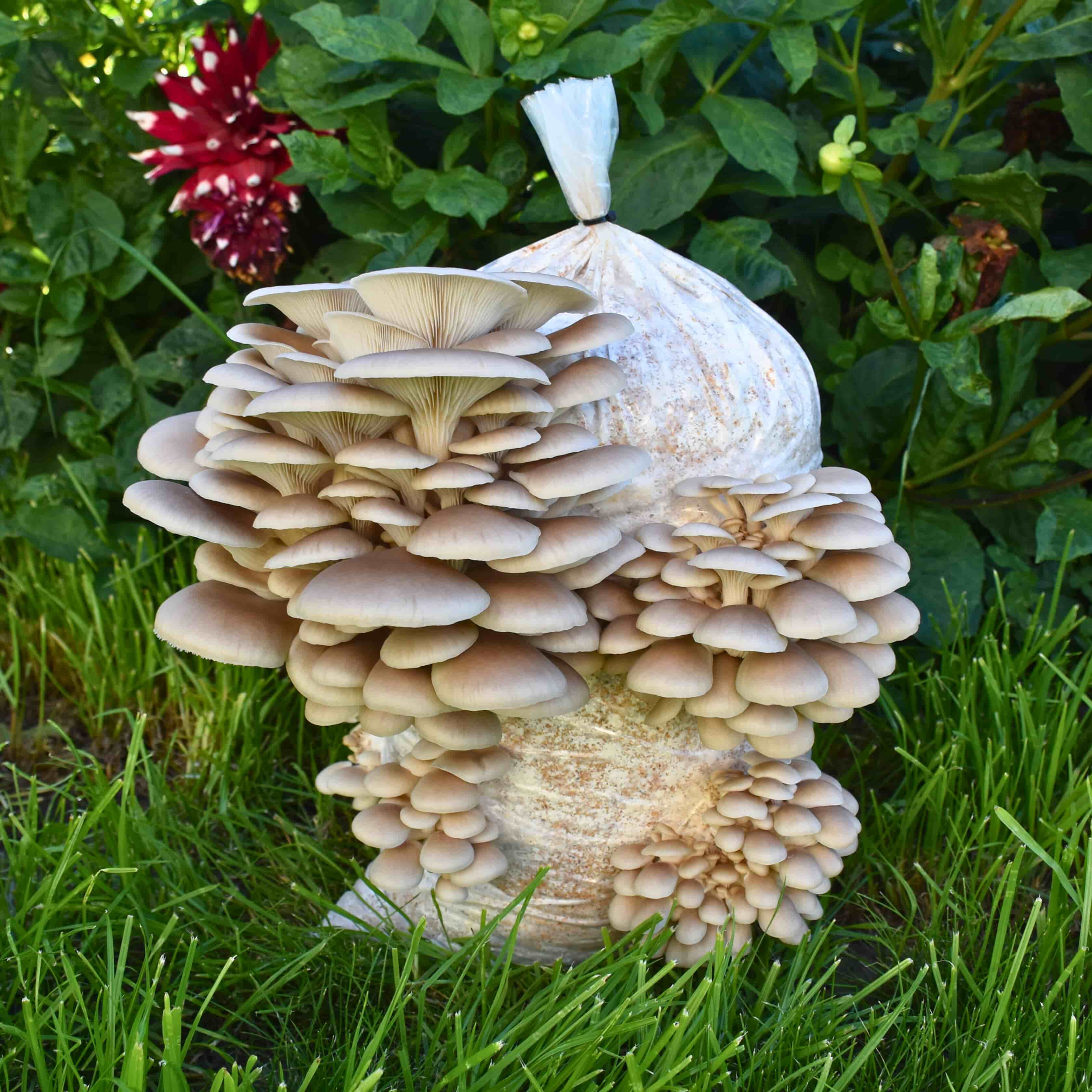 Warm White Oyster Mushroom Grow Kit NZ