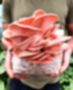 Thumbnail: Outdoor Mushroom Log Grow Kit - Dowel Spawn (8 species)