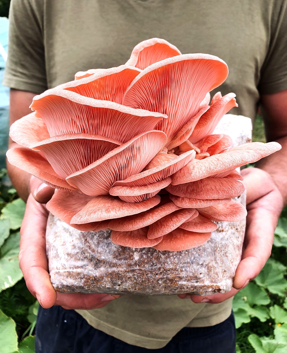 Thumbnail: Outdoor Mushroom Log Grow Kit - Dowel Spawn (8 species)