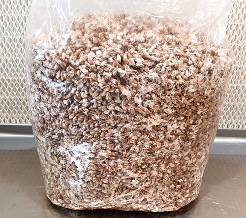 Mushroom Grain Spawn - 8 Species (By the kg) | SporeShift