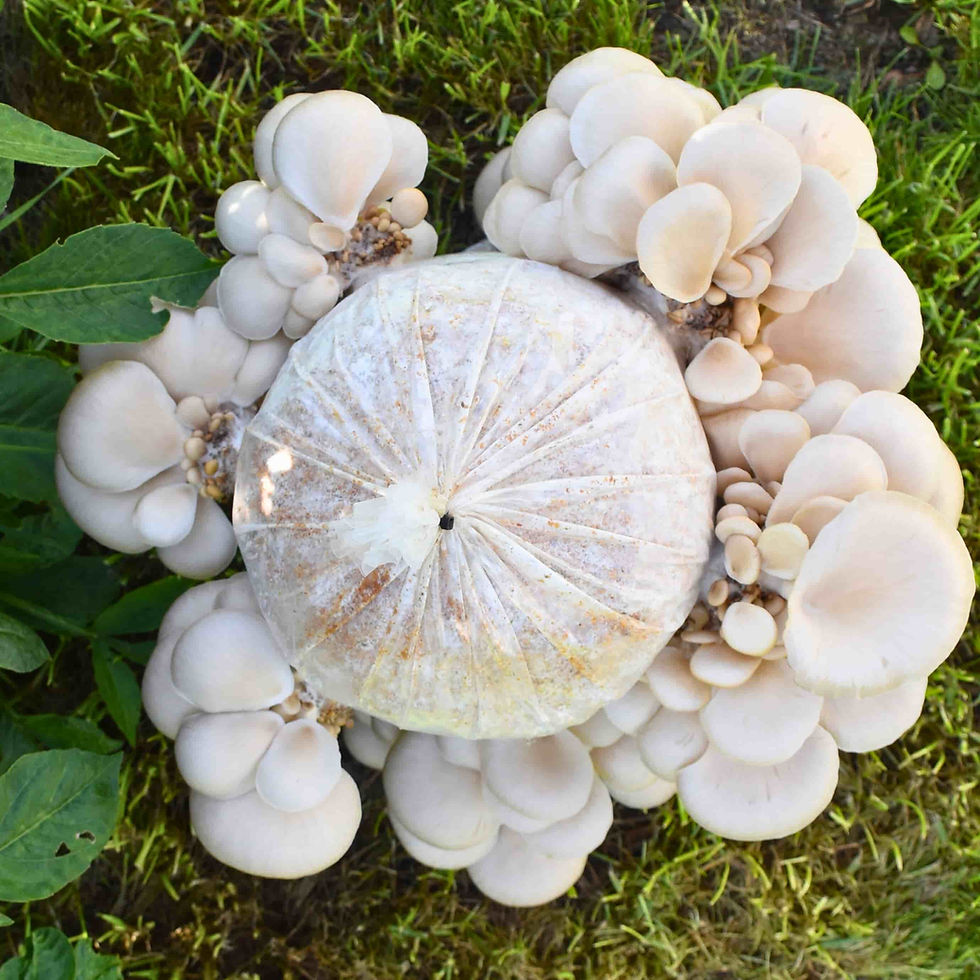 DIY Pearl Oyster Mushroom Growing Kit NZ